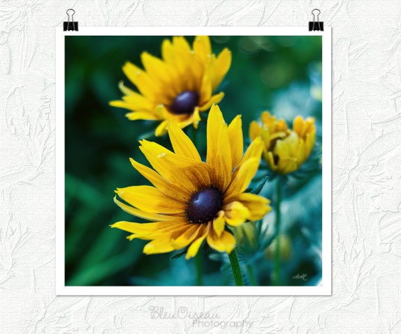 Yellow flower photography, nature photograph, 12x12 fine art print