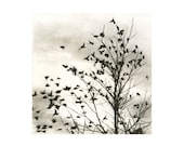 Fly Away, etching, warm sepia tone - 88editions