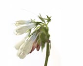 minimal white and green still life photography flower home decor