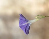 Morning glory summer flower portrait 8 x 10 purple blue brown with rustic background