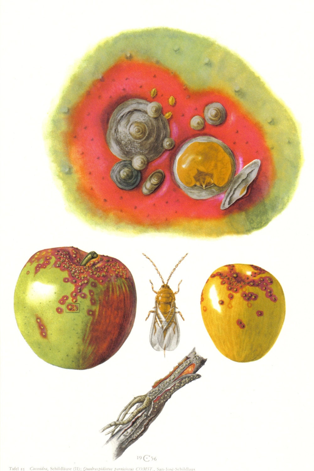1956 San Jose Scale Insect Vintage Offset Lithograph to Frame