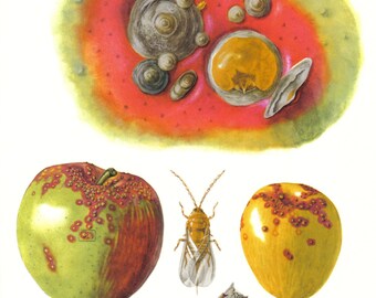 1956 San Jose Scale Insect Vintage Offset Lithograph to Frame