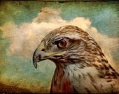 nature photography, animals, nature, Hawk, bird, raptor, stormy, teal, gothic, mint, red, vintage look, 11x14