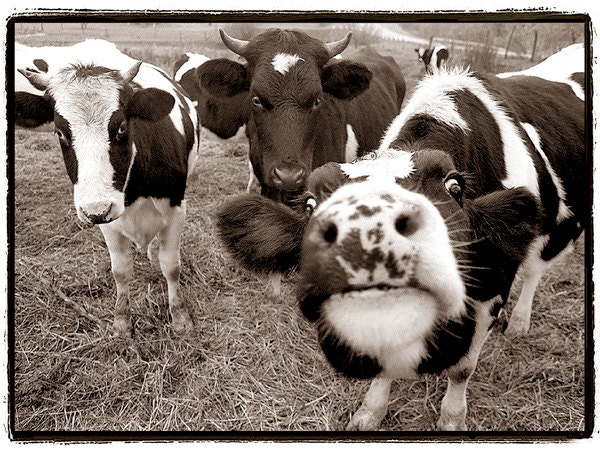 Cows, nature photography, Farm Animals, black and white, dairy cows, Funny, Fun, Kitchen, Kids Room, Nursery,  photography Print 8x10