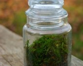 Moss Terrarium, Garden, Woodland, Green, Emerald, Gift