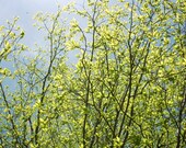Green, Spring, Woodland, Blue, Nature Photography, Home Decor, Wall Decor