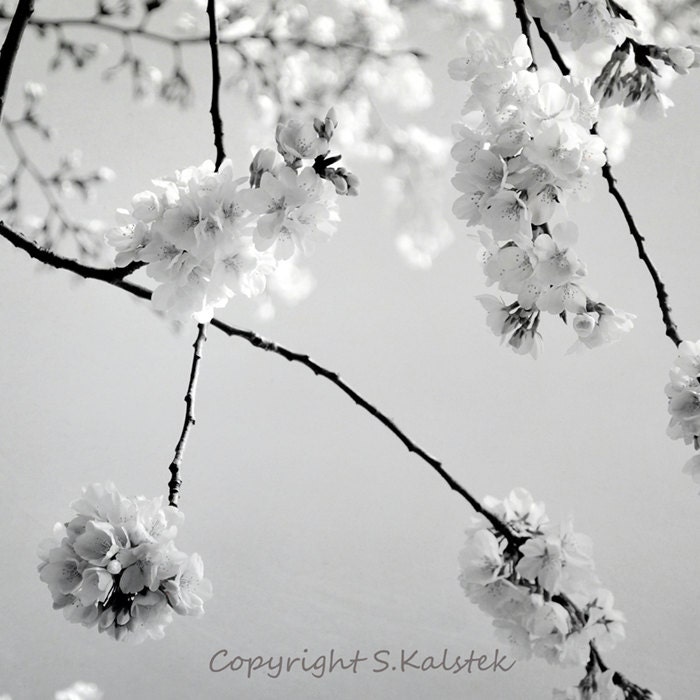Cherry Blossom Art Photograph Black and by KalstekPhotography