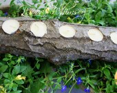 5 candle Tea Light, Oak Branch