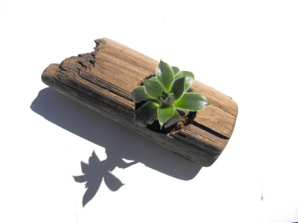 Driftwood Succulent Planter No. 4