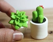 Mini Potted Plants