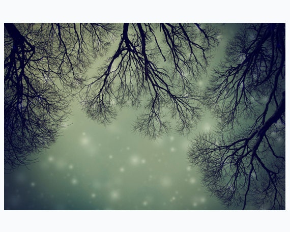 Tree branches woodland photography - dramatic starry sky in the night - Alien Invader Trees - 8x12 print - MyMonography