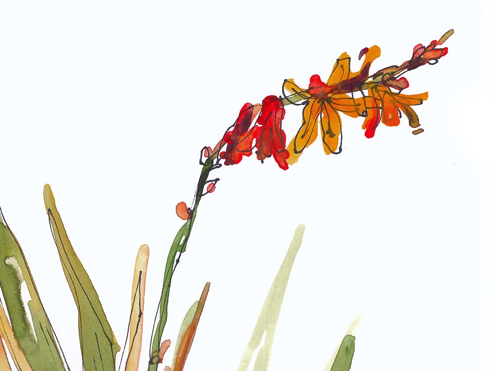 Botanical Watercolor Sketch, gift for gardener - 8x10 print from an original watercolor sketch