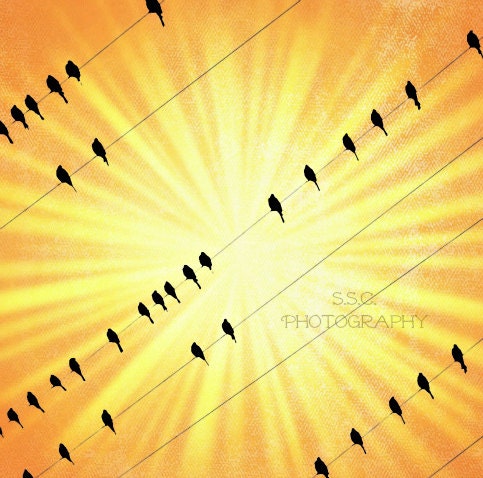 Birds on Wire art print photo. yellow sun. orange. sunburst. bright. happy. cheerful. citrus colors. warm home decor. summer. golden.