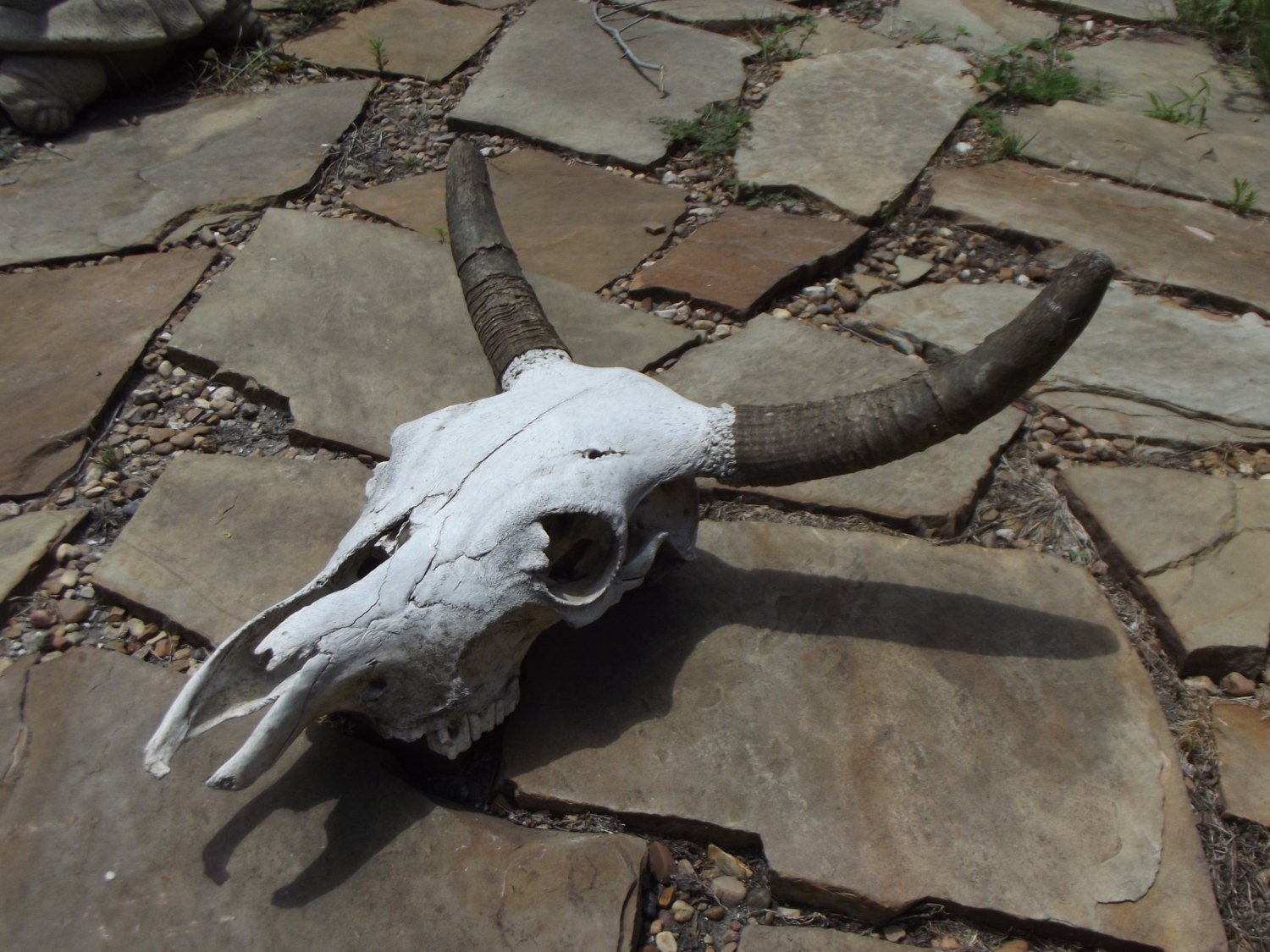 No Bulling Around, Its a Brahma Bull Skull