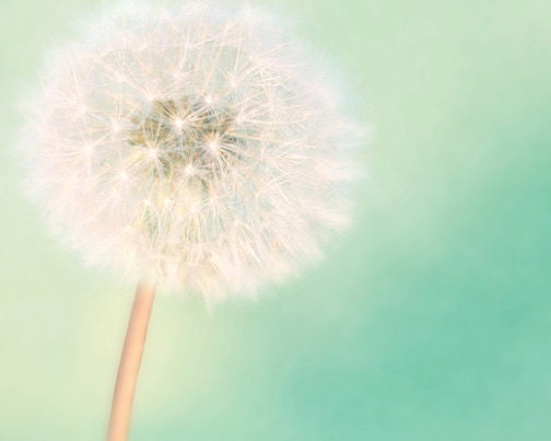 Dandelion Photography Unisex Nursery Decor Large Dandelion Wall Art Aqua Mint Wall Art Picture of Dandelions Flower Photo Flowers 8x10 Print