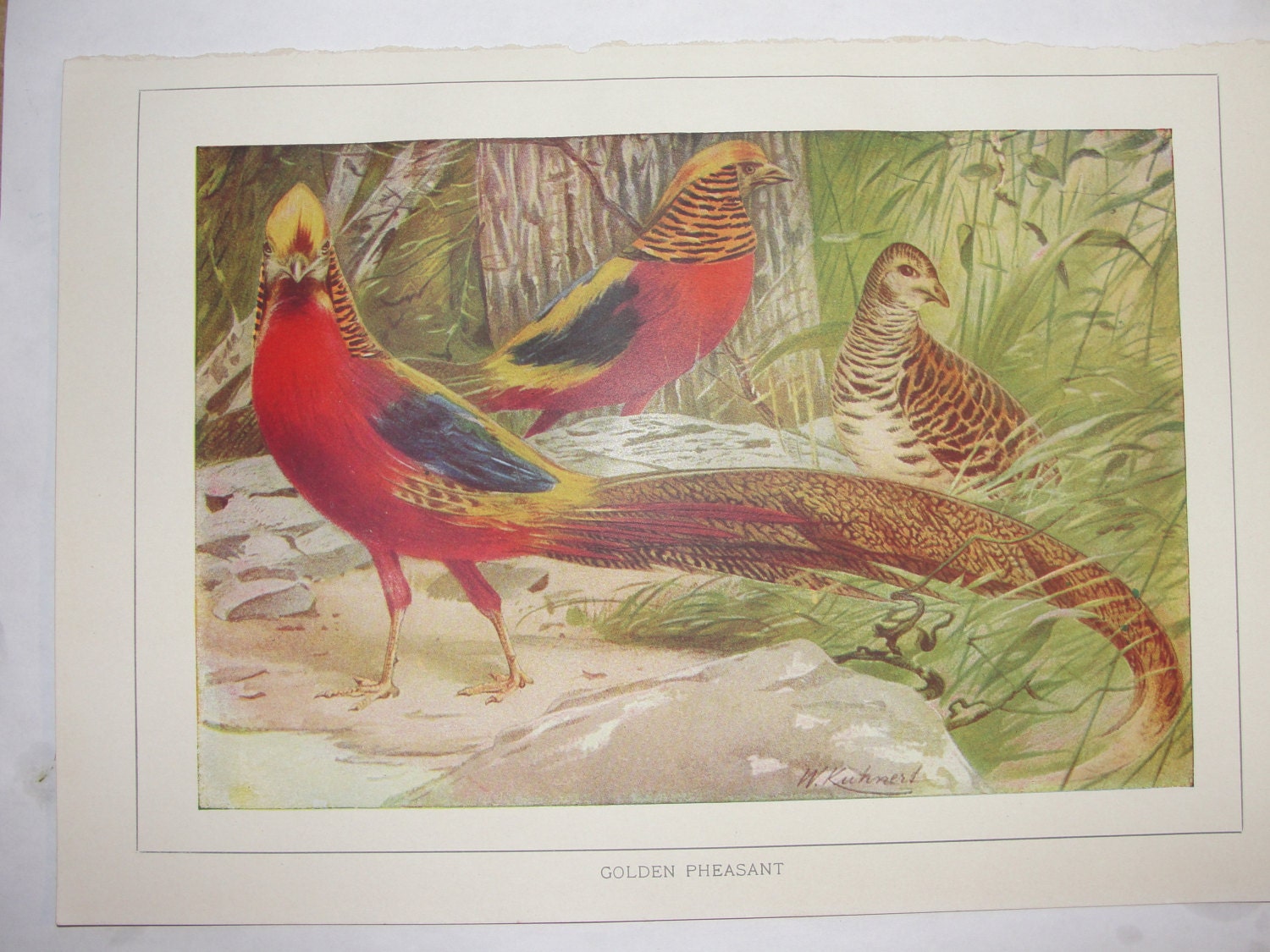 Vintage lithograph Golden Pheasant - BarnshopAntiques