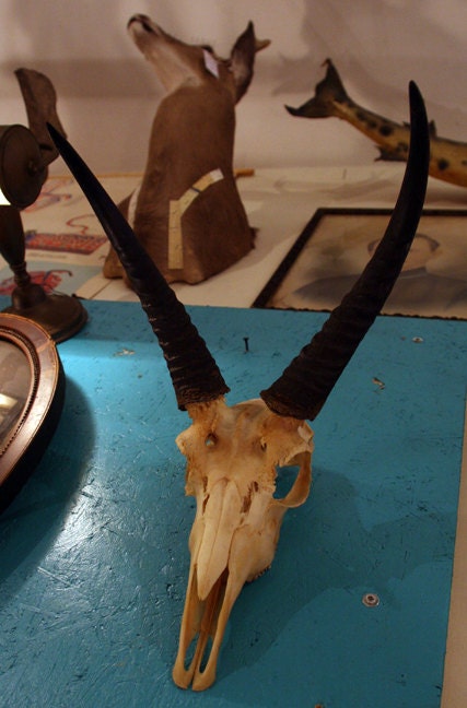 Reedbuck Skull