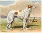 Borzoi Vintage Illustration - Edwin Megargee - 1940s Original Page - Russian Wolfhound