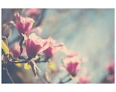 pink magnolia flower photo print - whimsical fine art nature photography, tree, blue, petal, spring, bloom - 14x11