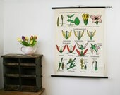Vintage Pull Down Chart, Flowering Plants Features, Educational Chart