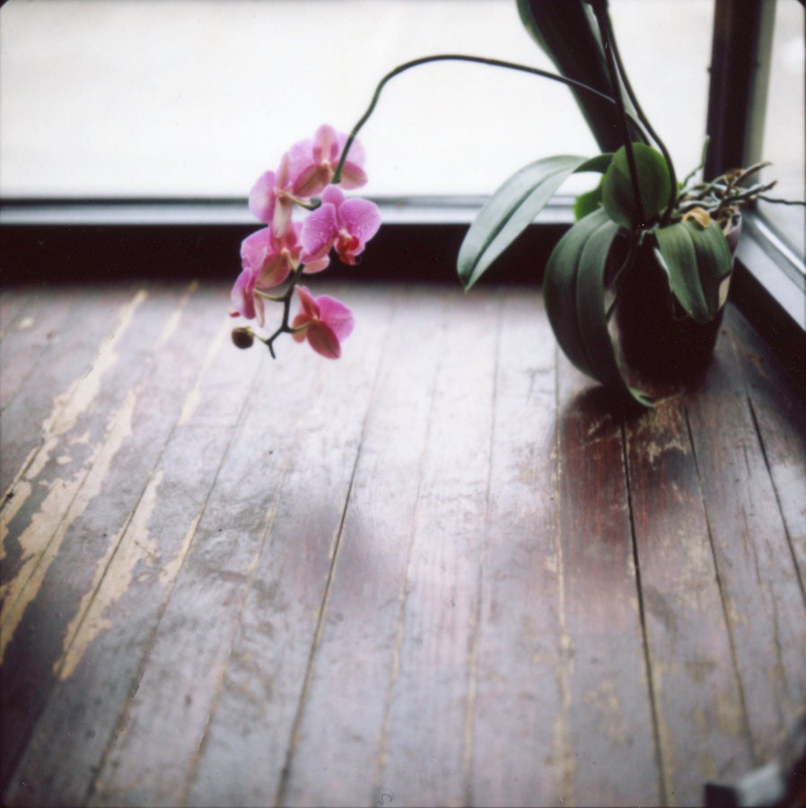 Orchid in the Window print from Hasselblad instant film from Tumbleweedineden