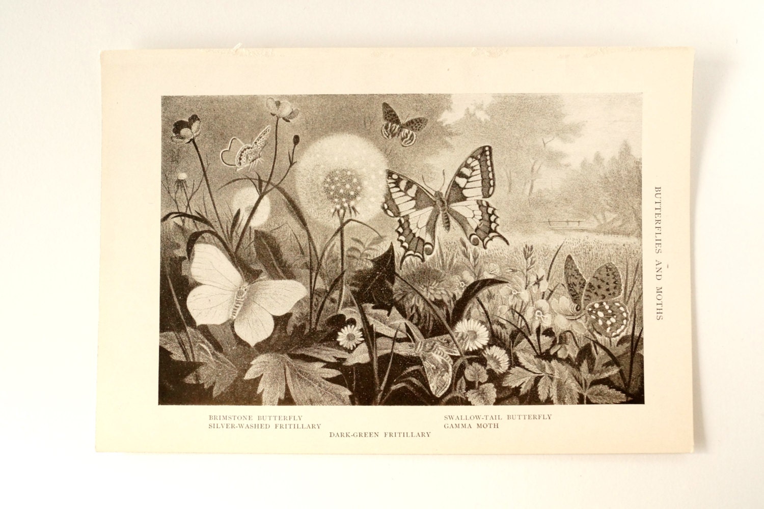 Vintage / Antique Butterflies and Moths Book Plate Engraving 3 (c.1900s) - Collectible, Home Decor, Butterfly Art