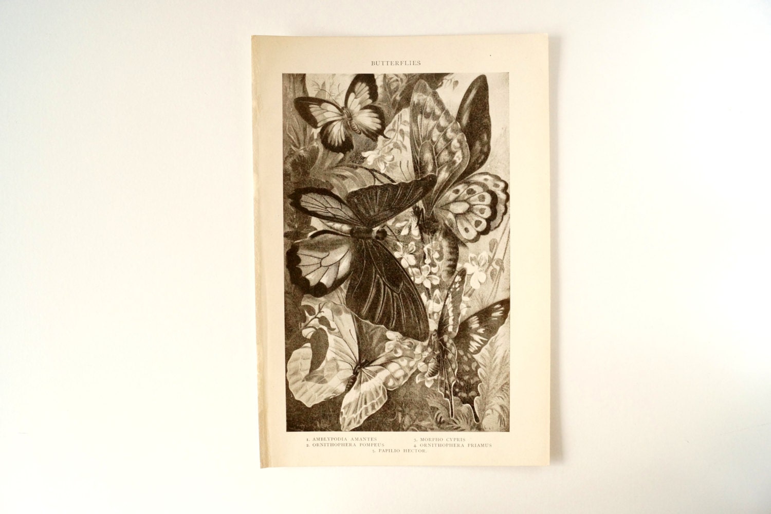 Vintage / Antique Butterflies Book Plate Engraving 1 (c.1900s) - Collectible, Home Decor