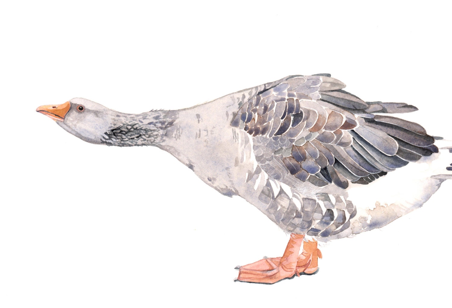 Gander Painting - Goose- Print of watercolor painting A4 print
