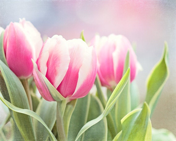 Tulip Photography - pink flowers green white print floral nature wall art fine photo pastel decor, 11x14, 8x10 Photograph, "Pretty in Pink"