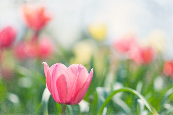 Flower Photography - pink tulip wall art print green white yellow floral photo botanical spring art decor, 8x12 Photograph, "Spring Speaks"