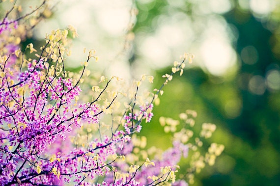 Nature Photography - purple wall art green pink floral yellow flower print redbud tree branches botanical, 8x12 Photograph, "Garden Stroll"