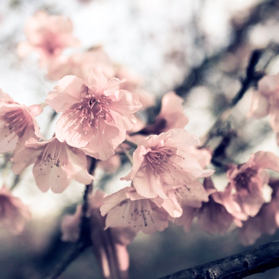 Cherry cold Spring photography 12"x12" Pastel wall decor Blossom photo Light pink blue