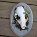 Raccoon Skull with Mosses Curio Wall Display Odd Weird Bizarre Oddity Bones