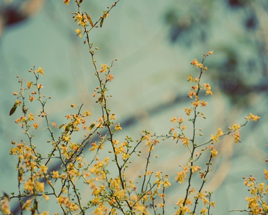 Yellow flower  tree photograph- spring, golden, mint, aqua, sky, branches, blooms, nature, fine art photography, 8x10 print