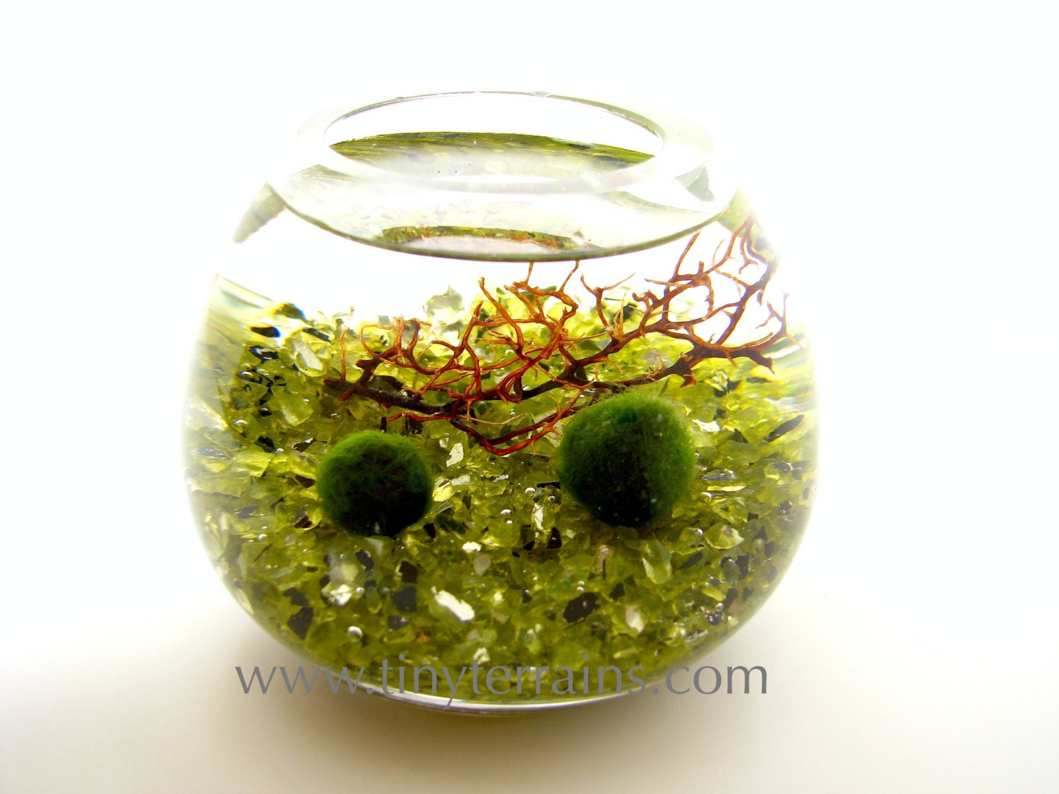 FREE 2nd Marimo Ball included Marimo Moss Ball Aquarium / Terrarium/ HEAVY Glass vase: Choice of 11 Different Colors