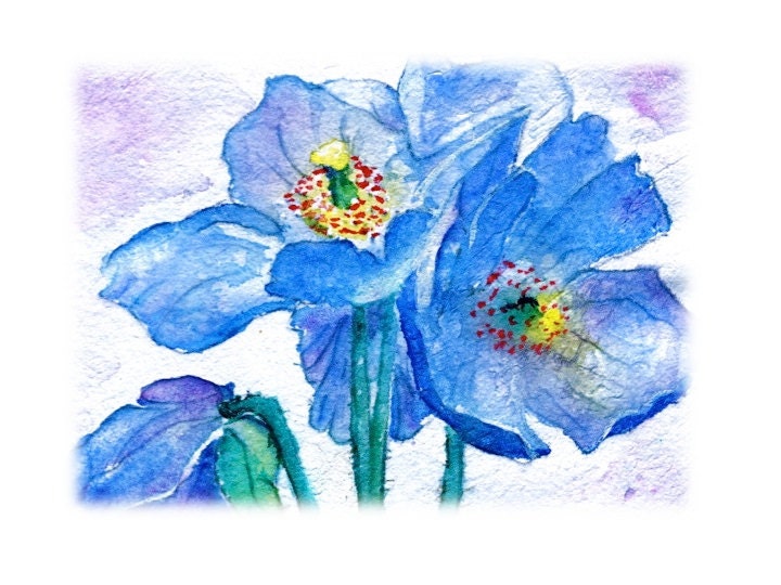 Watercolor Print Himalayan Blue Poppies blue white mauve yellow red ACEO Blank note cards