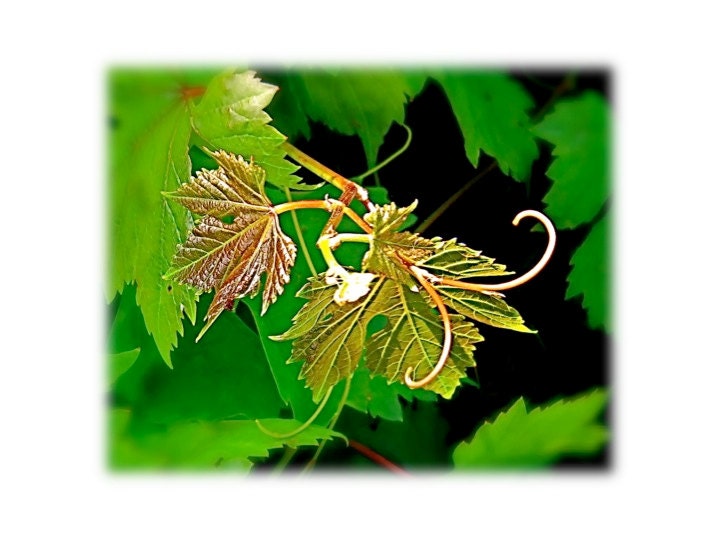 Nature Photography PROMISE Green Gold Grape Vine new growth shoot