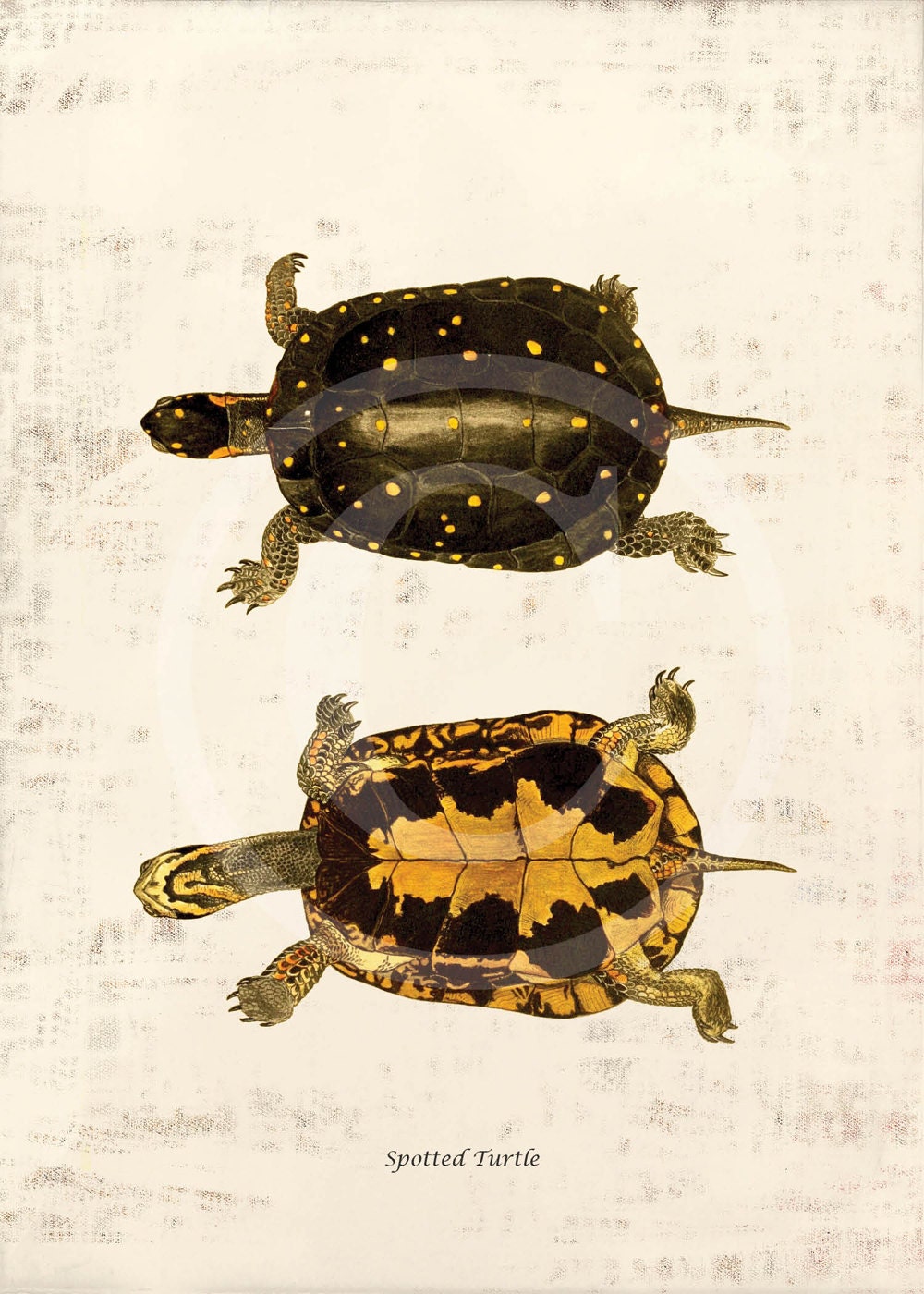 Antique Turtle Art Print - 5 x 7 - Spotted Turtle