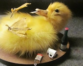 Taxidermy Drunken Duckling little party animal - shrunkenheaddotcom