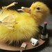 Taxidermy Drunken Duckling little party animal