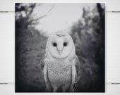 Barn Owl Photo - 8x8 Photograph - Owl Art Print - Owl Photograph - fairy tale black and white woodland winter 'Secret Heart'