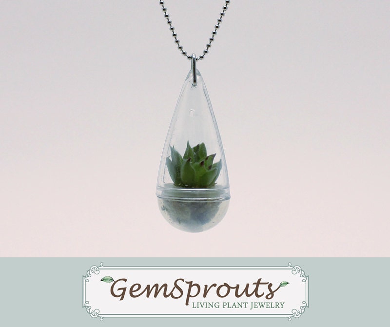 Real Living Tiny Sempervivum Plant with Ballchain Necklace