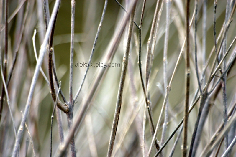 Winter Forest - woodland winter trees - rustic bare branches -nature fine art photography