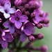 Lilacs - flower photography - purple color flower blossoms, nursery decor, soft focus