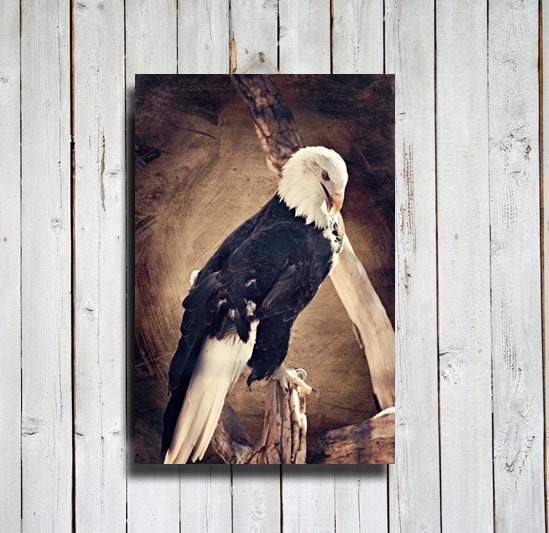 Regal - Bald Eagle Photography - Bald Eagle Decor - 24x36" Canvas print - Patriotic Decor - Bald Eagle art - Bald Eagle
