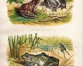 Common Frog Bullfrog  Print Vintage Lithograph 1874
