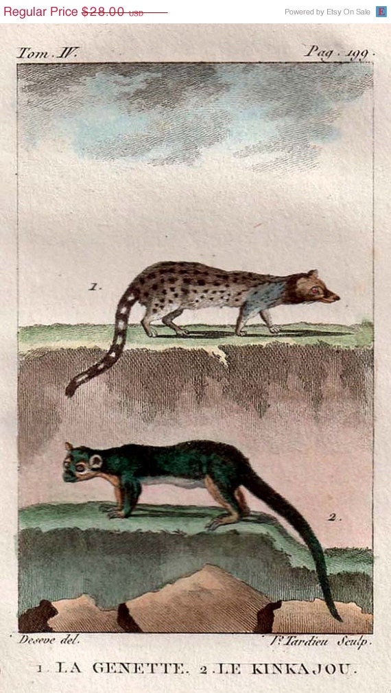 Buffon Animals Hand Painted Engraving, 1802 La Gennette (Genet) Le Kincajou (Potos flavus) Quadrupeds Mammals