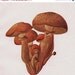 Mushrooms Offset Lithograph, 1948 Pholiota spectabilis Laughing Jim Print to Frame