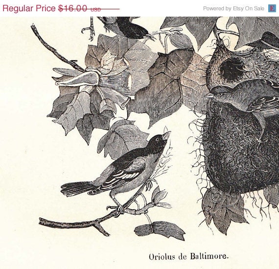 1854 Baltimore Oriole Antique Print, Bird Engraving, Golden Robin, Northern Oriole, Nest, Art Illustration