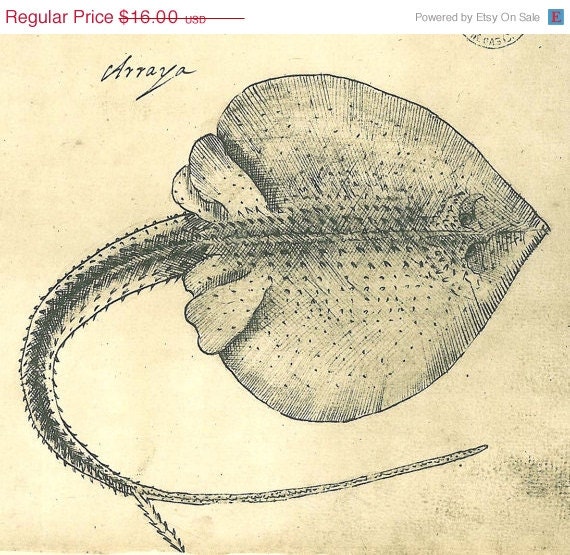 Stingray Fish Sketch Drawing Vintage Facsimile Maranhao Brazil Frei Cristovao
